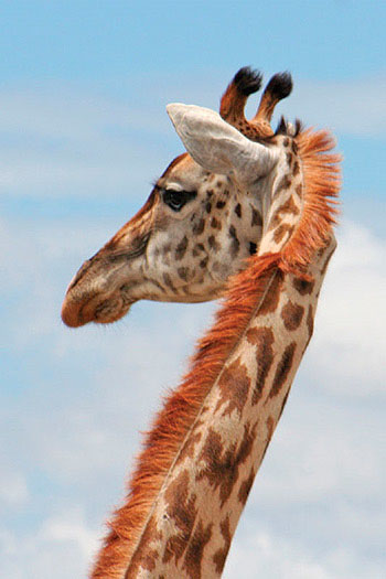 http://www.karlson-tourism.ru/i/kenya/journey/samb5.jpg