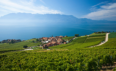 Виноградники Лаво, Винорама Лаво в Швейцарии