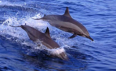Утро с дельфинами