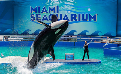 Экскурсия в океанариум Miami Seaquarium в США
