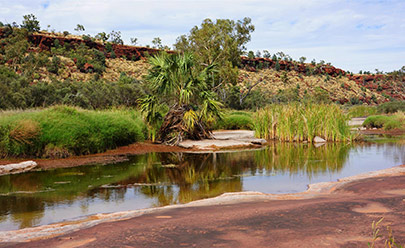 Пальмовая долина на джипе, включая обед в Австралии