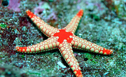 Морская звезда (Star Fish) на Сейшельских островах