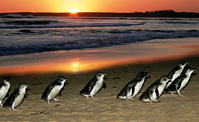 Остров Филиппа, "Парад Пингвинов", без ужина в Австралии