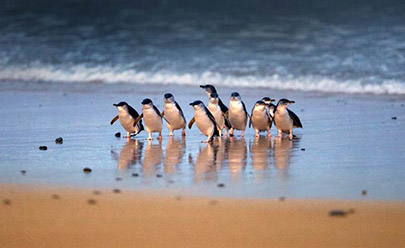 Остров Филиппа, "Парад Пингвинов", с ужином в Австралии