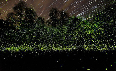 Река светлячков/ Fireflies (Fire) в Малайзии