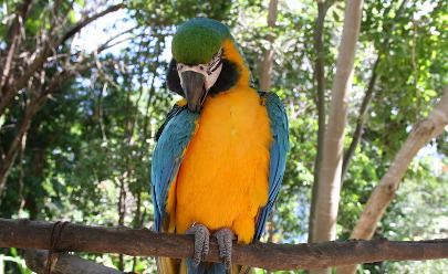 Экскурсия,  совмещающая Историческую #1 и поездку в Зоопарк на Багамских островах