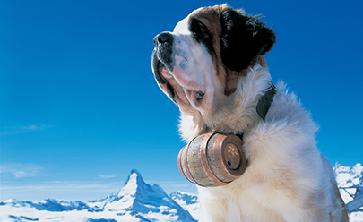 Сион + Мартиньи, Музей собак породы Сен Бернард в Швейцарии